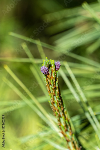Close-up of beautiful young long shoots with miniature purple pine cones Pinus densiflora Umbraculifera on blurred green background. Selective focus. Nature concept for design.