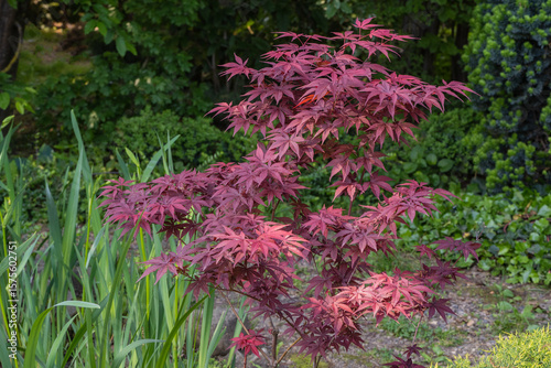 Japanese maple (Acer Palmatum) is striking plant with red leaves that stands out in lush garden surrounded by greenery and quiet pond in background. Japanese maple grows on bank of garden pond