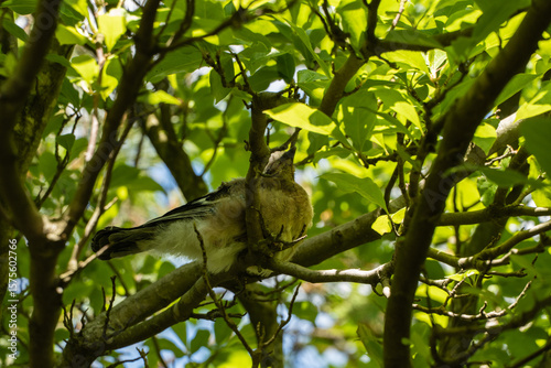 Young Caucasian Jay (Garrulus glandarius krynicki) sits on branch pine among lush green foliage, basking in dappled sunlight filtering through leaves.
