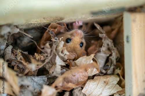 Фотография Hazel dormouse looking out of its nest