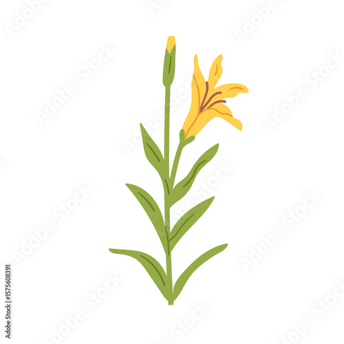 Lily flower bloom. Open and closed buds, gentle petals and leaves. Floral pla...
