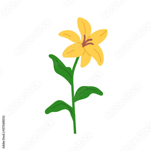 Lily flower blossom. Gorgeous spring bloom with delicate gentle petals, leave...