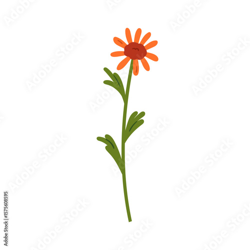Wildflower bloom with delicate petals, stem, leaves. Field flower. Floral her...