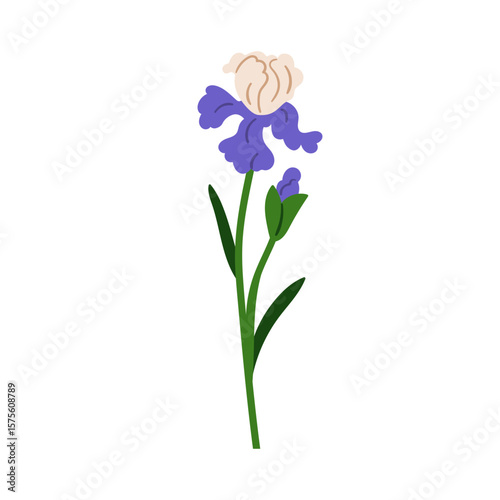 Iris flower blossom. Garden blooming plant with delicate gorgeous petals, lea...