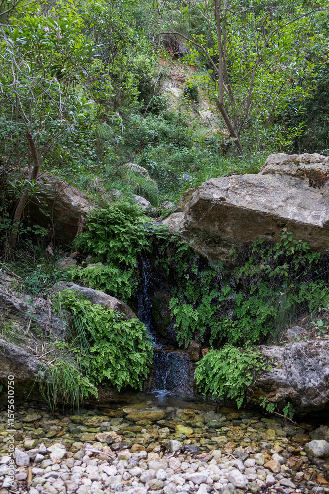 Fuente natural en medio de la naturaleza Fuente natural en medio de la naturaleza