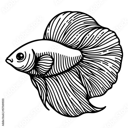 Elegant Betta Fish Line Art: Siamese Fighting Fish Drawing