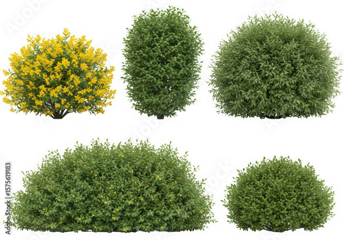 Collection of various green and yellow bushes isolated on transparent background