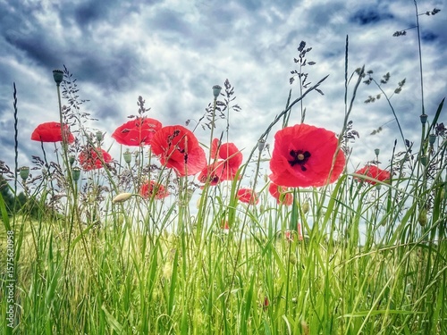 Klatschmohn