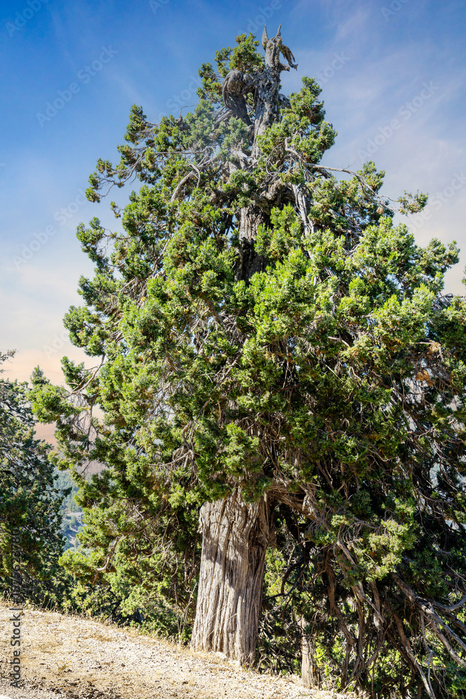 Fototapeta premium An old and characteristic juniper or Juniperus sp. (Ardıç) tree growing in its natural habitat. The tree presents a striking image for those who document the botanical or aesthetic beauty of old trees