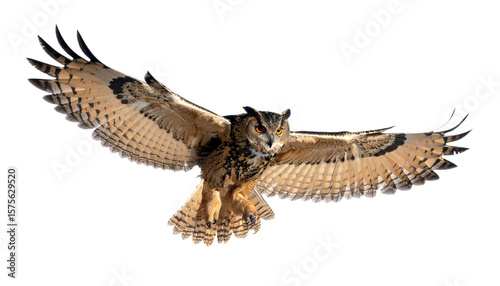 飛翔するフクロウ・背景透過の切り抜きPNG素材・知性と神秘の象徴