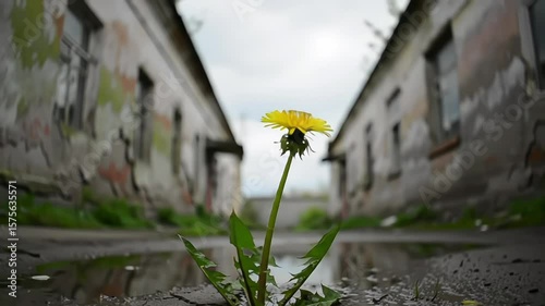 A dandelion blooms in an abandoned urban setting, symbolizing resilience.