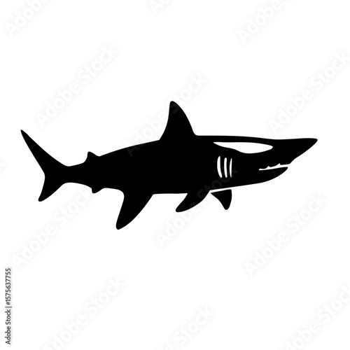 shark isolated on white