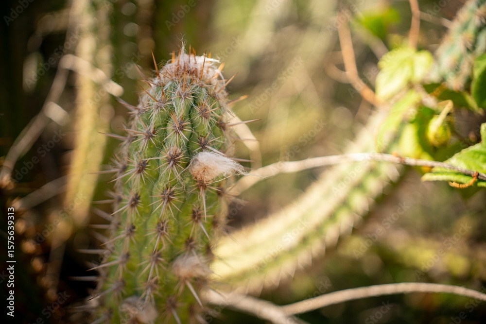 Naklejka premium Close-up of a cactus.