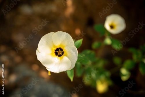 Close-up of a white flower with a yellow center.
