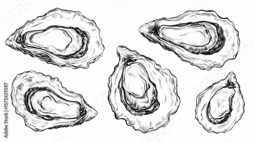 Hand-drawn illustrations of oyster shells.