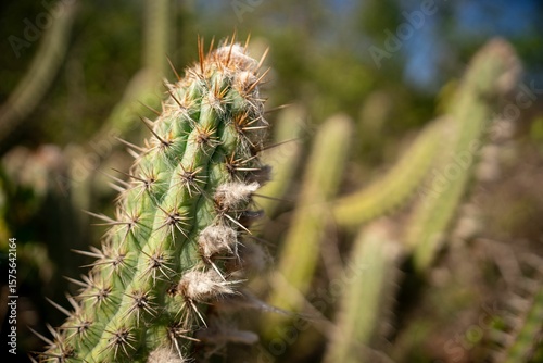 Cactus with Sharp Spines in Desert Landscape