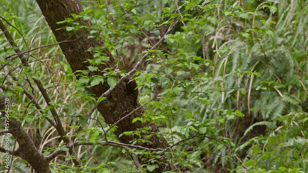 Okinawa Woodpecker Foraging For Food. Okinawa Woodpecker Foraging For Food.