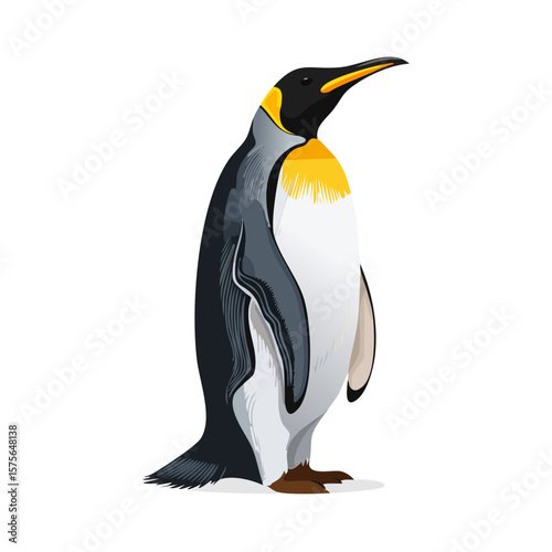 Illustration of a King Penguin standing tall on a black background