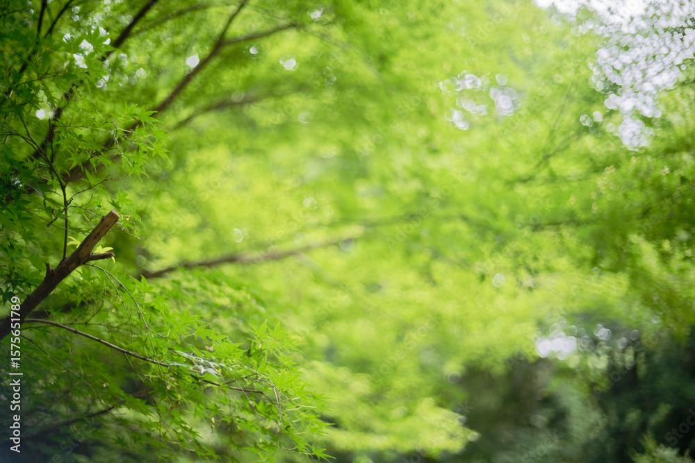 Japanese Maple leaves natural bokeh background Japanese Maple leaves natural bokeh background