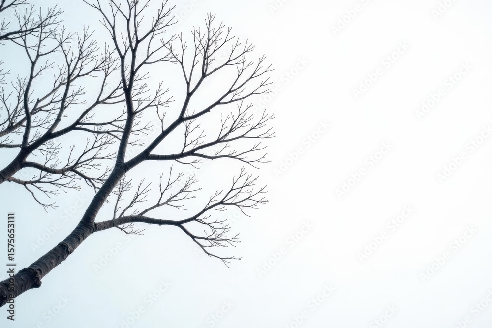 custom made wallpaper toronto digitalStark white branches reach skyward against a pure white background , background, line
