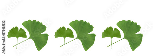 Banner ginkgo biloba leaves pattern on white background.