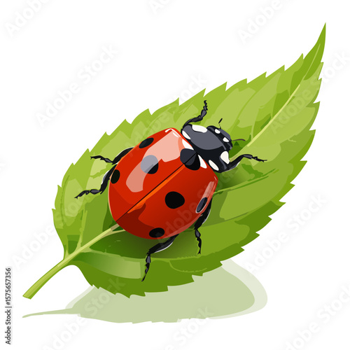 Ladybug resting on a green leaf illustration