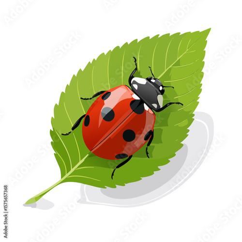 Ladybug on a Leaf Illustration