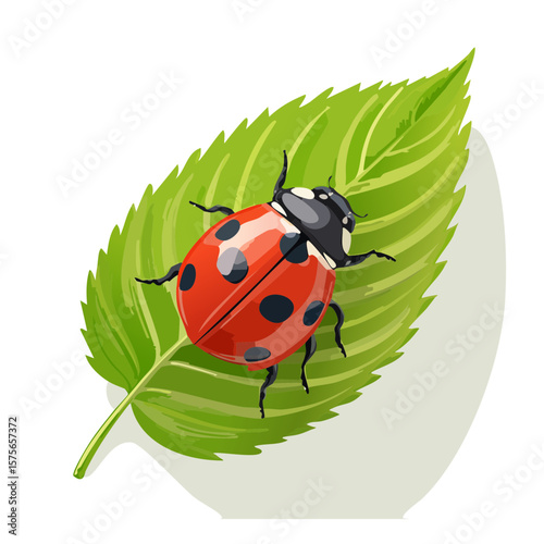 Ladybug on a Leaf Illustration