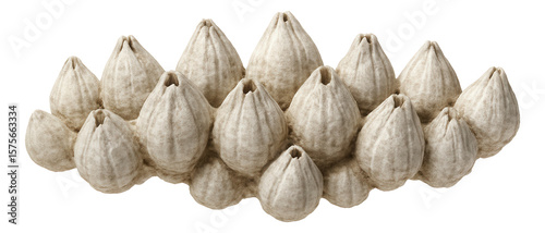Wallpaper Mural Cluster of barnacles with conical shells and chalky appearance Torontodigital.ca