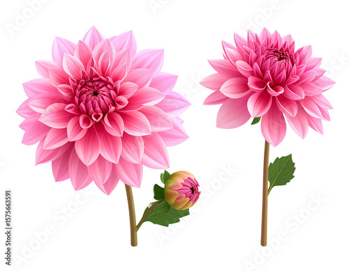 set of Side View of Elegant Pink Dahlia with Stem and Leaf, Isolated on White Background.jpg