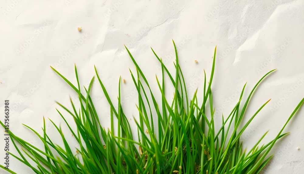 custom made wallpaper toronto digitalVibrant green grass flourishing on white surface nature close-up fresh environment