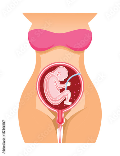 Pregnant Belly with Baby Fetus Development