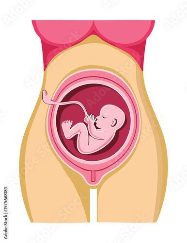 Pregnant Belly with Baby Fetus in Uterus