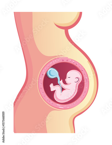 Pregnant Belly Showing Baby Fetus Growth