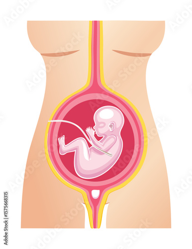 Growth Stages of Fetus Inside Pregnant Mother