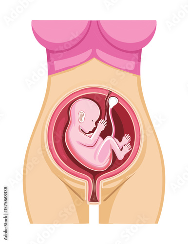 Detailed View of Fetus Inside Pregnant Belly