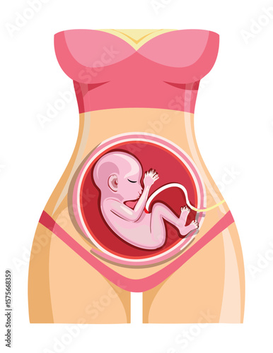 Developing Fetus in Pregnant Mother's Abdomen View