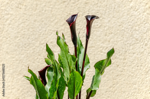 Blühende Calla in der Sonne