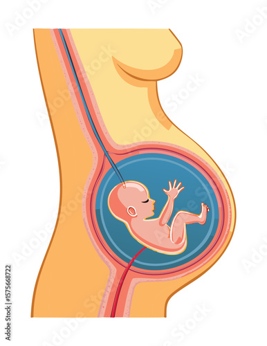 Pregnant Woman Showing Blue Fetus Internally
