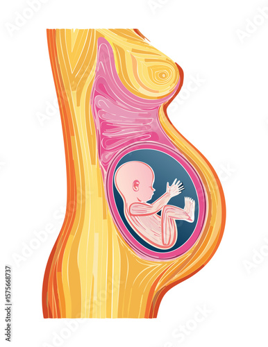 Developing Fetus Inside Pregnant Woman's Body