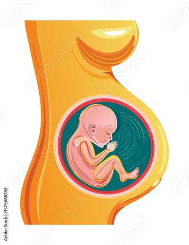 Pregnant Woman's Belly with Fetus Diagram