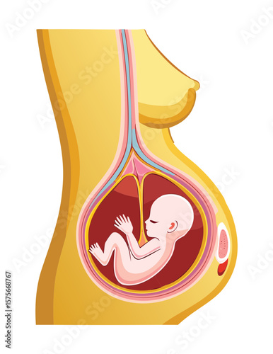 Pregnant Woman Cross Section with Fetus