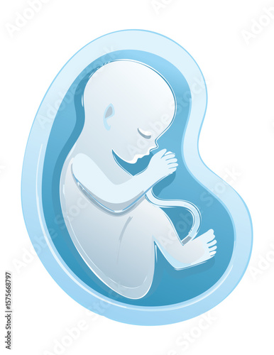 Unborn Baby Illustration in Development Stage