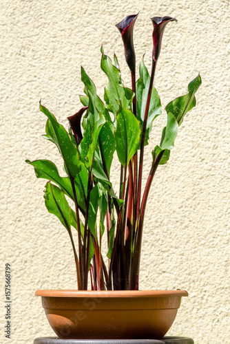 Blühende Calla in der Sonne