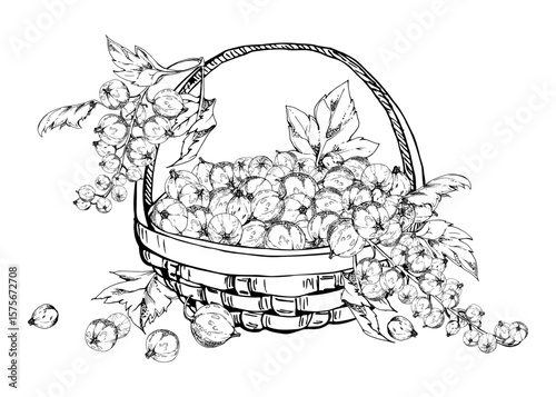 Currant gooseberry clusters, leaves in weaved basket, hand drawn in vector ink, ripe picked garden berry harvest, casseille jostaberry. Isolated illustration. Cosmetics, holistic lifestyle branding