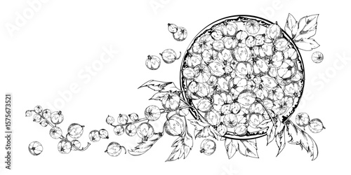 Currant gooseberry clusters leaves on ceramic dish, hand drawn in vector ink, ripe picked garden berry harvest, casseille jostaberry. Isolated illustration. Cookbook art, food packaging, fresh product