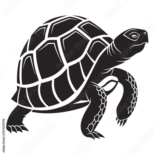 Black turtle walking on white background tortoise reptile