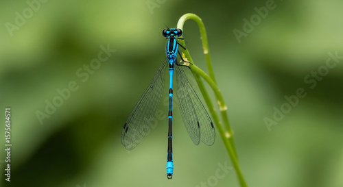 Azure damselfly perched on green stem, showcasing vibrant blue and black body, delicate wings, natural beauty, and detail