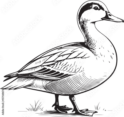 Wild Duck Bird Vector Illustration, Sketch Drawing Line Linear Symbol Icon Engraving Coloring Book, Hand-drawn Black and White Isolated