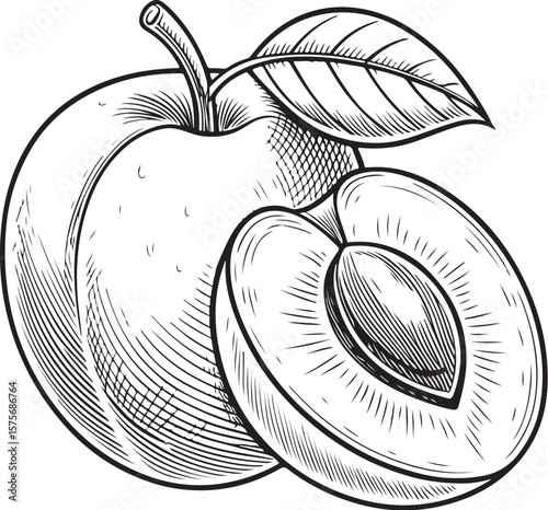 Apricot Fruit Vector Illustration, Sketch Drawing Line Linear Symbol Icon Engraving Coloring Book, Hand-drawn Black and White Isolated